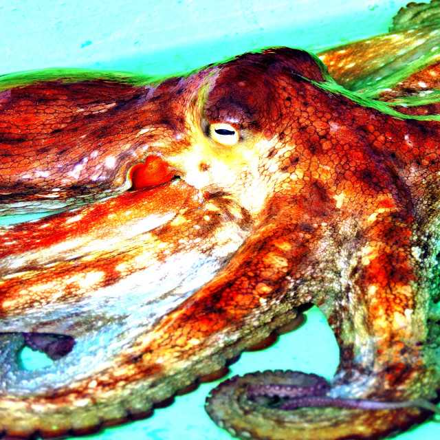 "An octopus" stock image