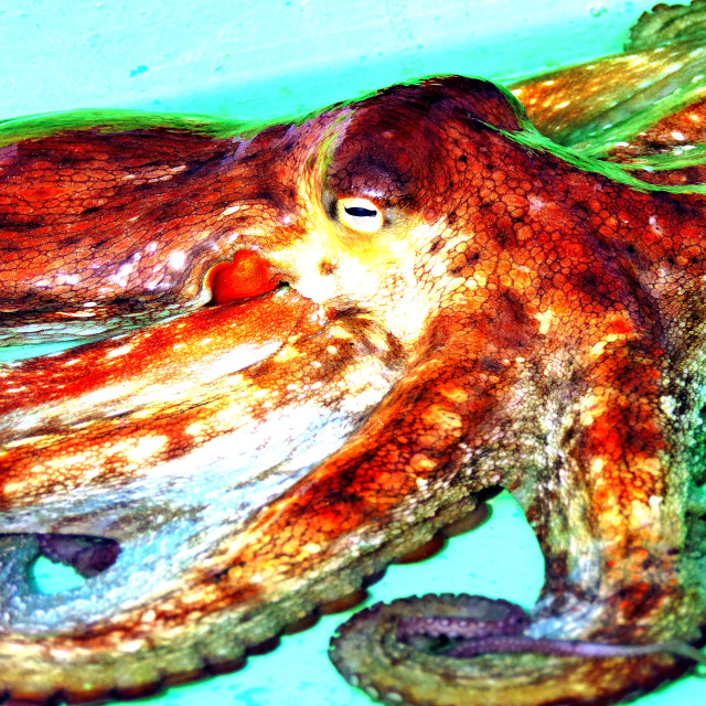 "An octopus" by Amit Mendelsohn - $48.79 "An octopus" stock image