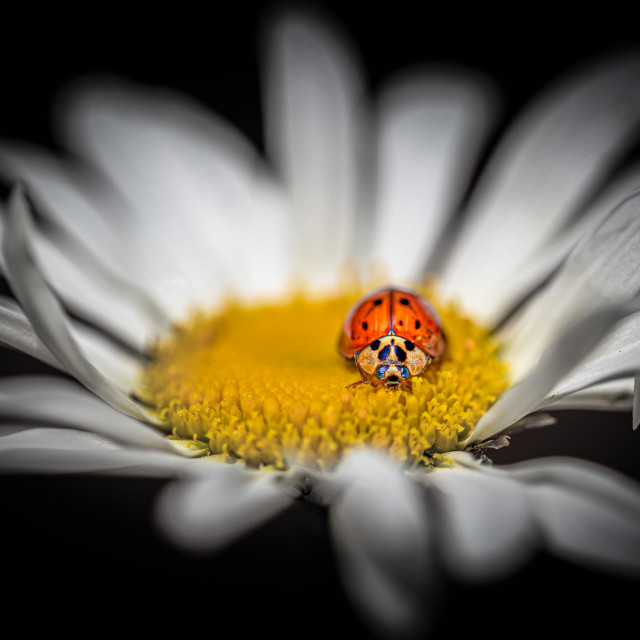 "The Ladybird" by Simon Newman - $12.57 "The Ladybird" stock image