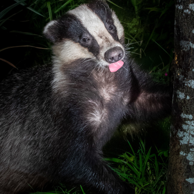 "Badger posing for the Camera" stock image