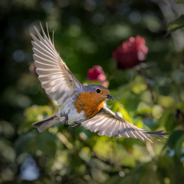 "Flight path of the Robin" by Simon Newman - $12.57 "Flight path of the Robin" stock image