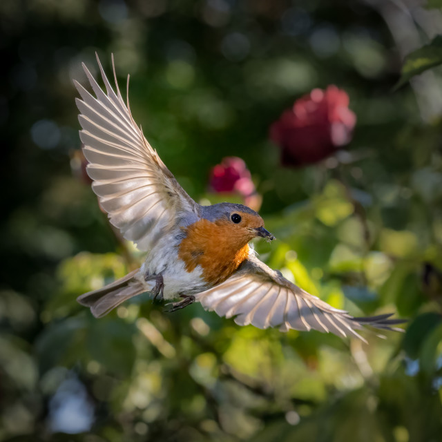 "Flight path of the Robin" stock image