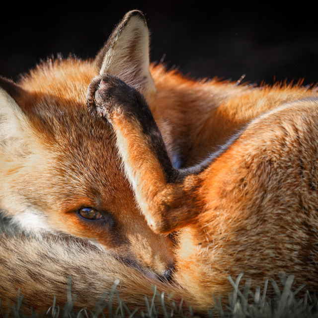 "Spotted!" stock image