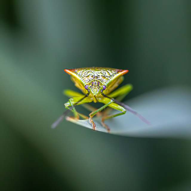 "Shield Bug Portrait" stock image