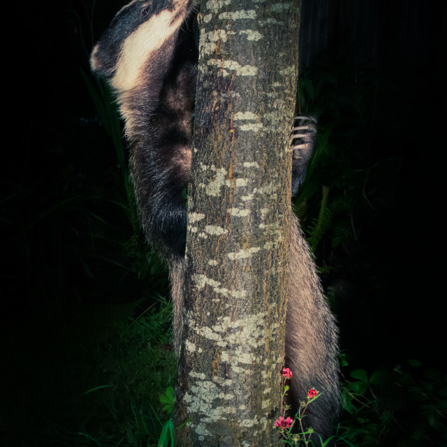 "Tree-hugging Badger" stock image