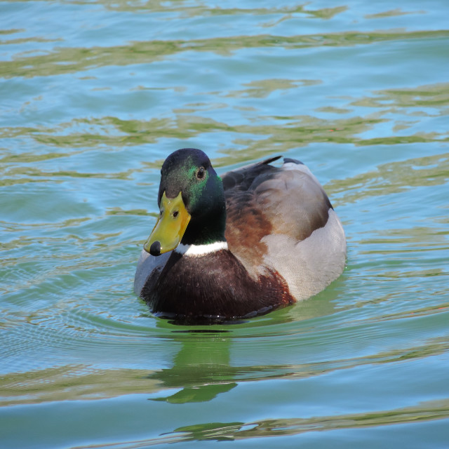 "A duck" by Amit Mendelsohn - $48.79 "A duck" stock image