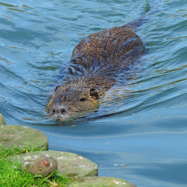 "An eager beaver" stock image