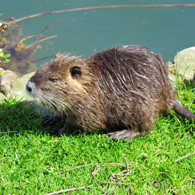 "An eager beaver" by Amit Mendelsohn - $48.79 "An eager beaver" stock image