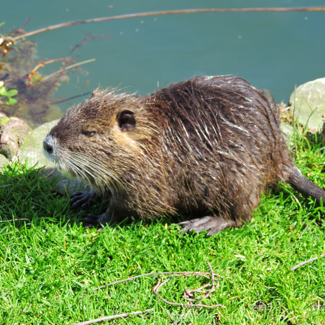 "An eager beaver" stock image