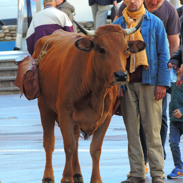 "A cow that does shopping" stock image