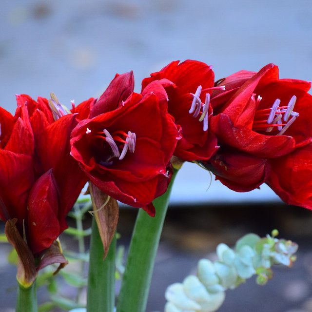 "Red lilies" stock image