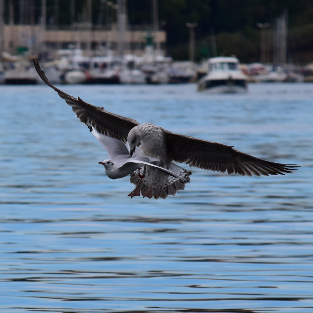 "A seagull attack" stock image