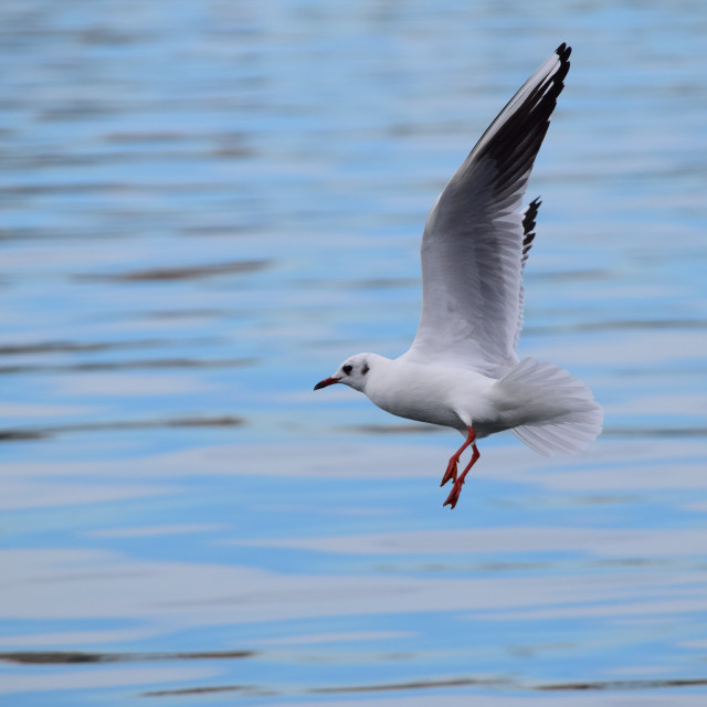 "A little gull in the air" stock image