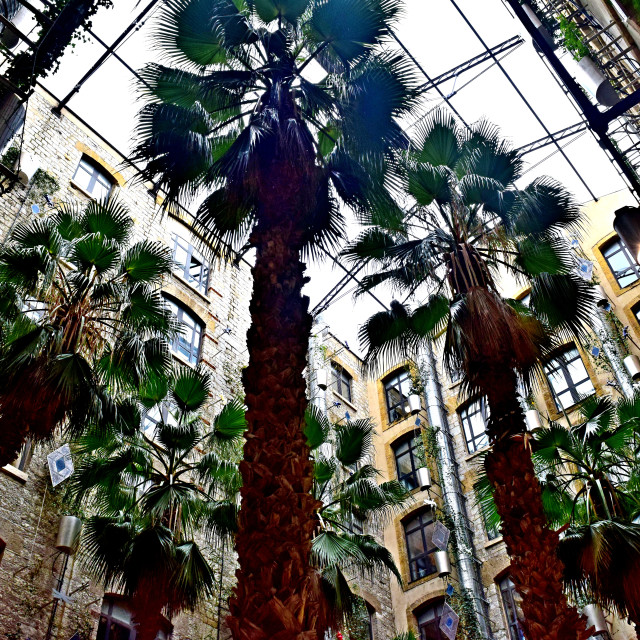 "The palms of the Docks" by Amit Mendelsohn - £50.00 "The palms of the Docks" stock image