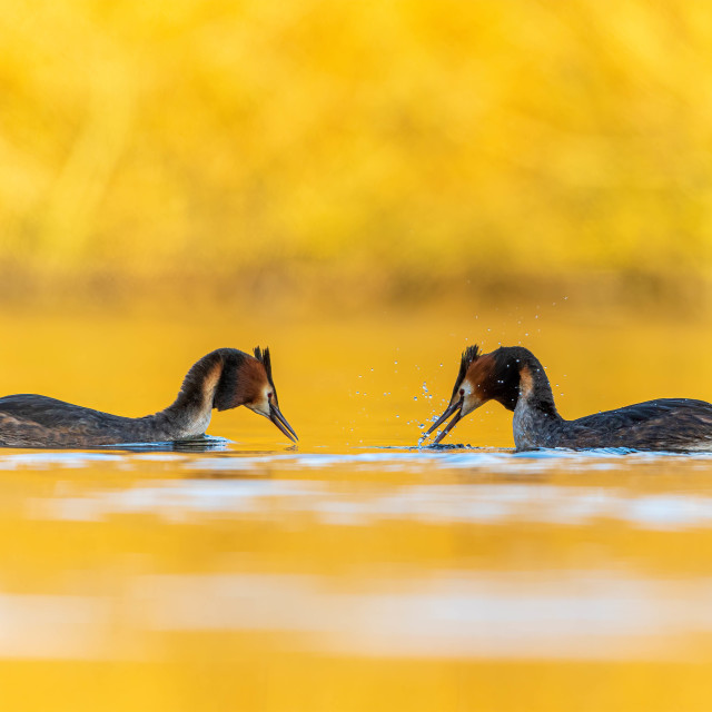 "Greeting" by Harald Ebeltoft - $36.74 "Greeting" stock image