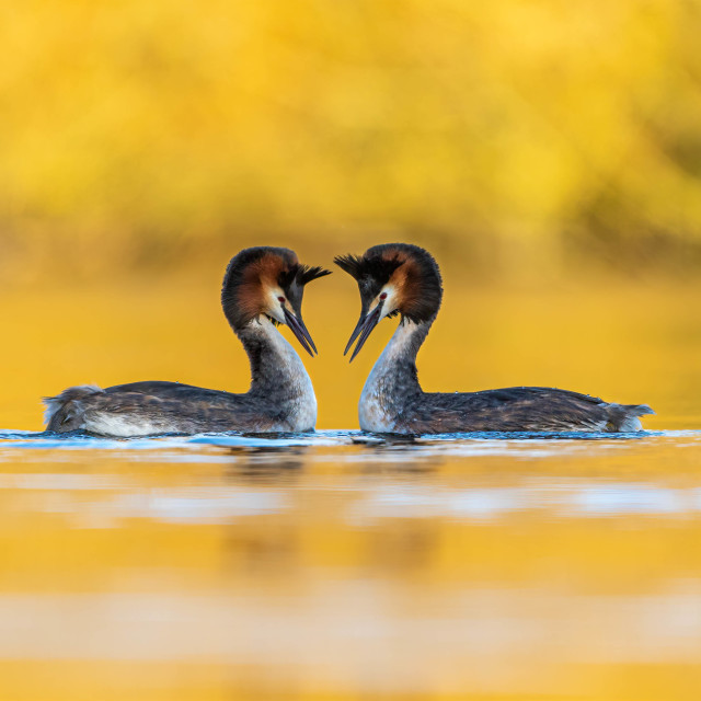 "Romantic ritual" stock image