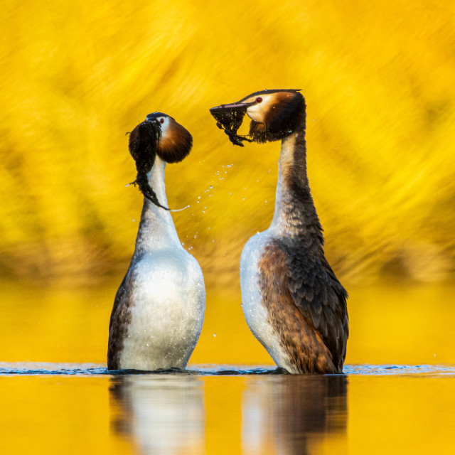 "Penguin dance ritual" stock image