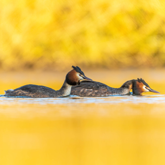 "Chasing the enemy" by Harald Ebeltoft - $36.74 "Chasing the enemy" stock image