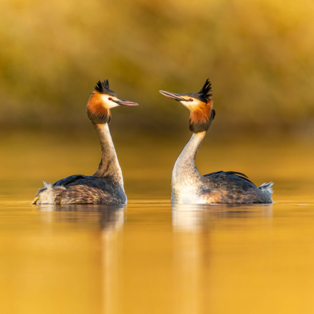 "Courtship ritual" stock image