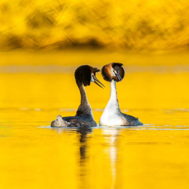 "Courtship ritual" by Harald Ebeltoft - $36.74 "Courtship ritual" stock image