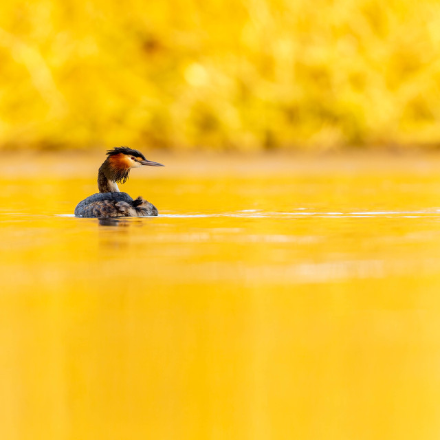 "Looking for partner" by Harald Ebeltoft - $36.74 "Looking for partner" stock image