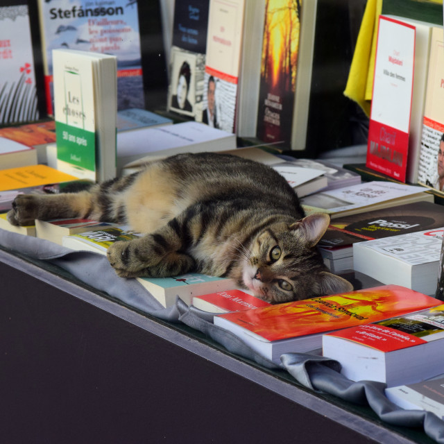 "The book guardian" stock image