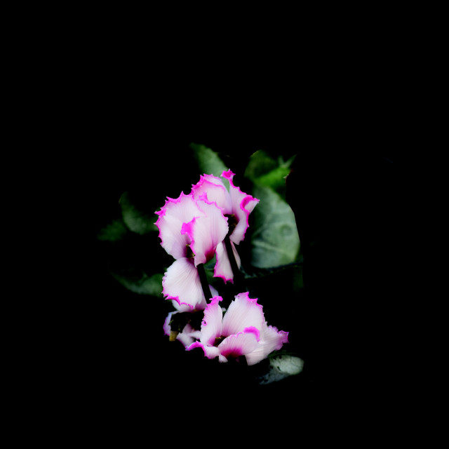 "Cyclamen persicum" stock image