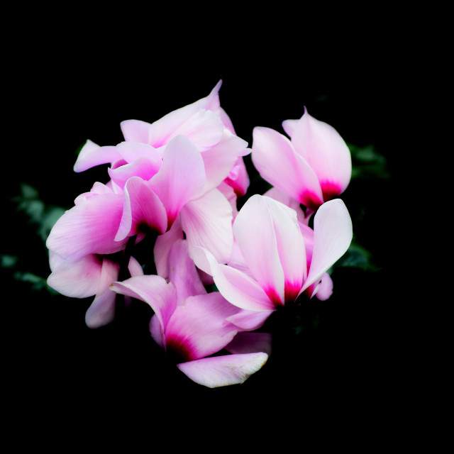 "Cyclamen" stock image