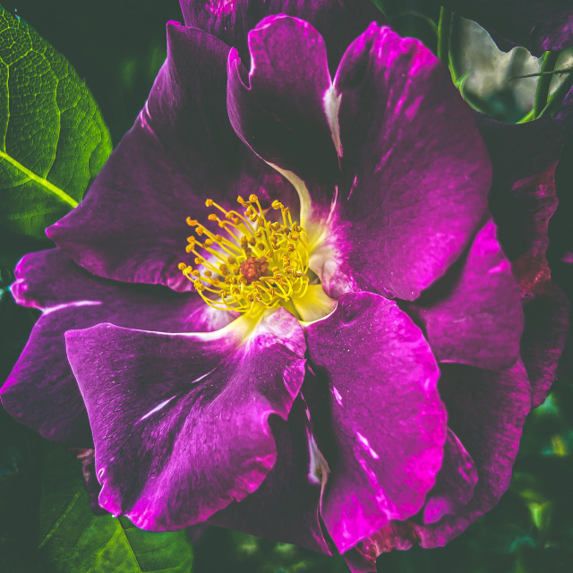 "Common Wild Rose head" stock image