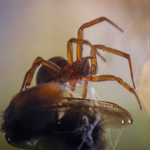 "Noble False Widow Spider (Steatoda Nobilis)" by Bobb Strongman - £20.00 "Noble False Widow Spider (Steatoda Nobilis)" stock image