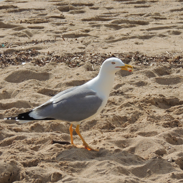 "A seagull on the beach" stock image