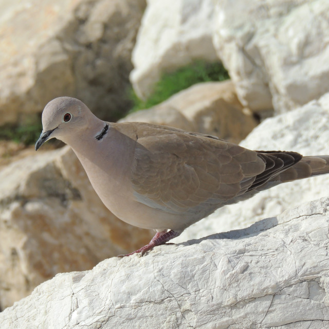 "A turtledove" by Amit Mendelsohn - £50.00 "A turtledove" stock image