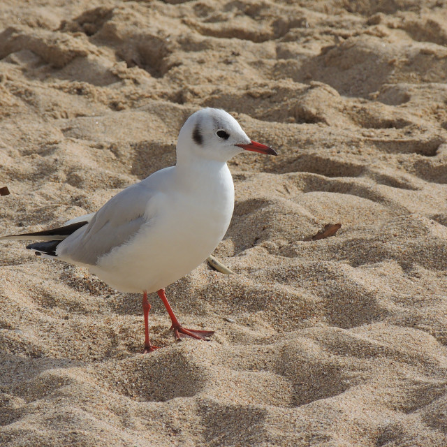 "A little gull on the beach" stock image