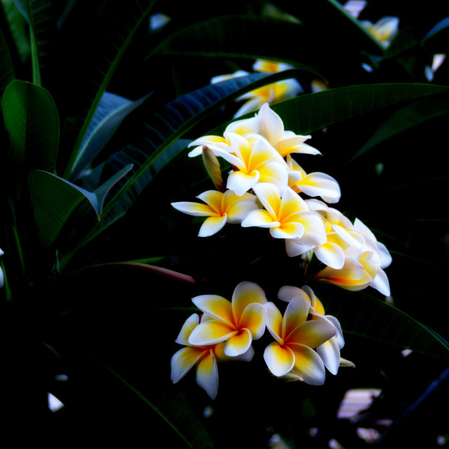 "Red frangipani" stock image