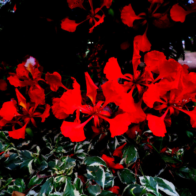 "A red flower" by Amit Mendelsohn - £50.00 "A red flower" stock image