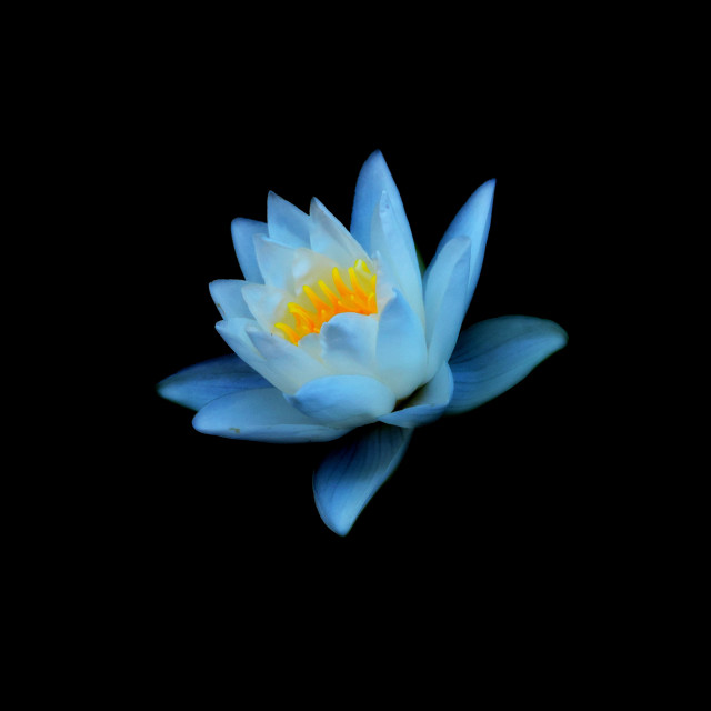 "A white water lily" by Amit Mendelsohn - £50.00 "A white water lily" stock image