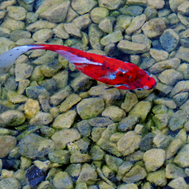 "A red fish" by Amit Mendelsohn - £50.00 "A red fish" stock image