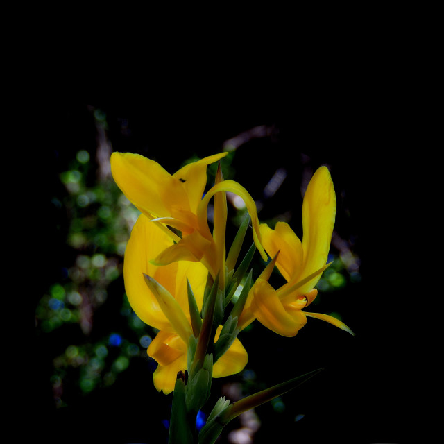 "A yellow flower" by Amit Mendelsohn - £50.00 "A yellow flower" stock image