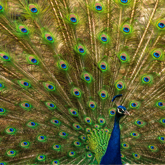 "Peacock in Lisbon" stock image