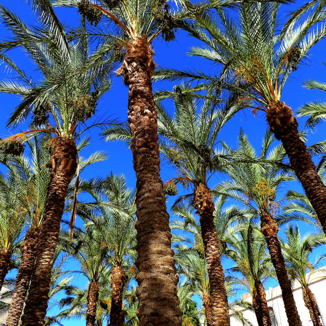 "palm trees in Jerusalem" stock image