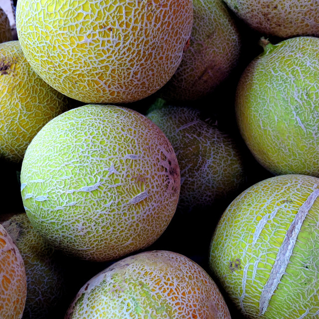 "Melons" by Amit Mendelsohn - £50.00 "Melons" stock image