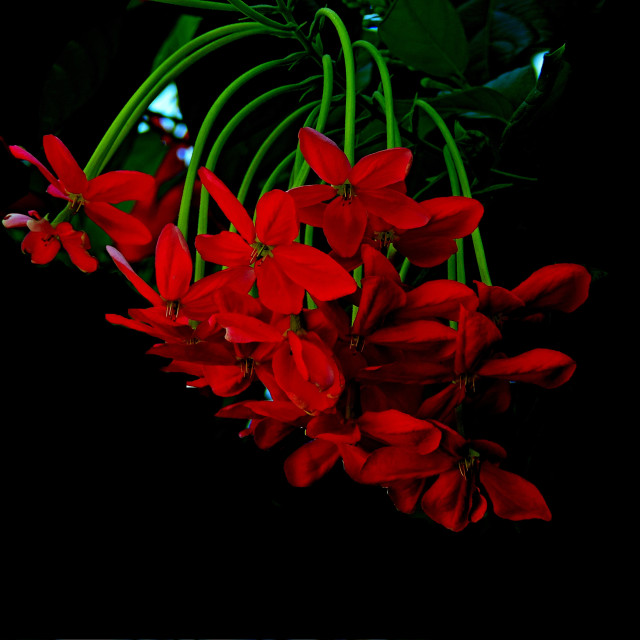 "Red flowers" by Amit Mendelsohn - £50.00 "Red flowers" stock image
