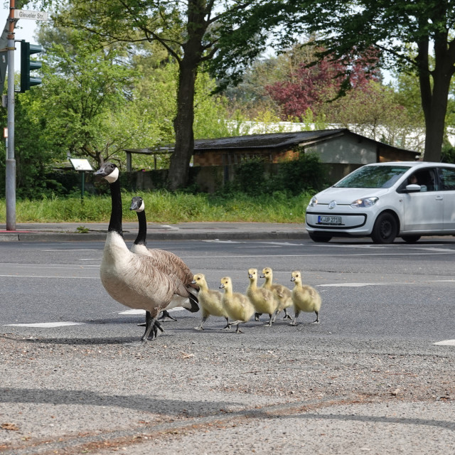 "Why do geese cross the street?" stock image