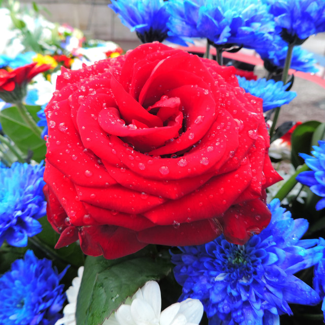 "A red rose" stock image