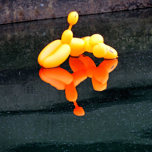 "A dog balloon floating" stock image