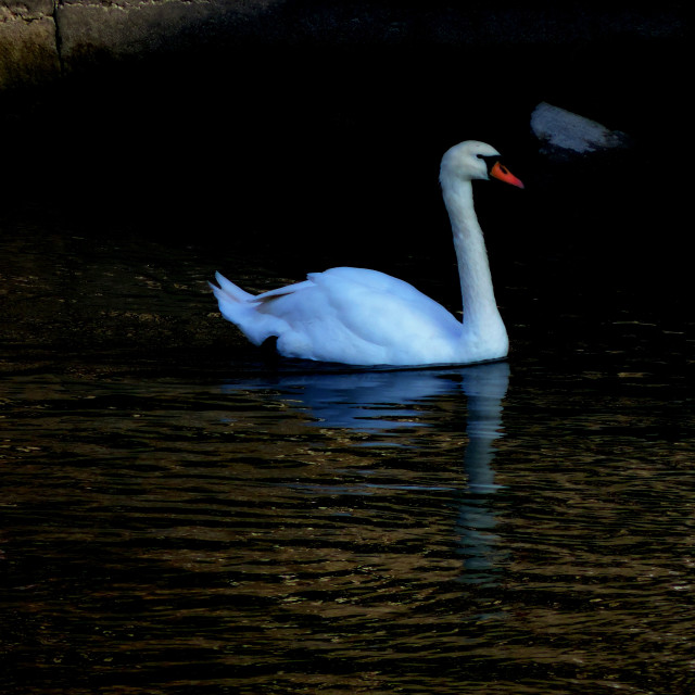 "Swan" by Amit Mendelsohn - £50.00 "Swan" stock image