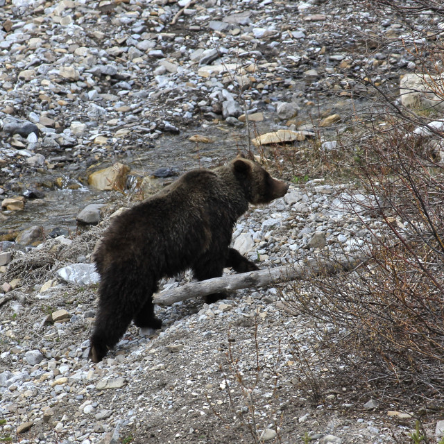 "Kananaskis Grizzly Bear" stock image