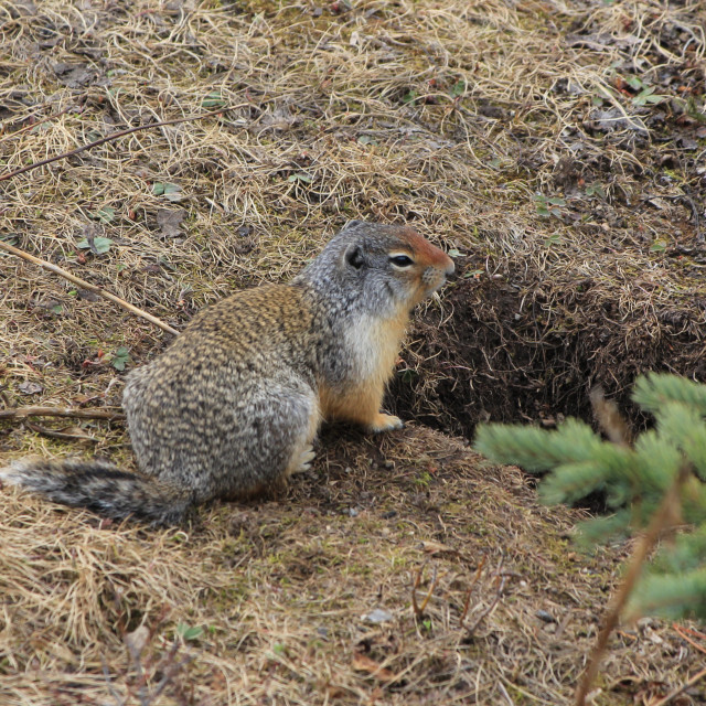 "Columbian Ground Squirrel" by TGM Reynolds - $11.96 "Columbian Ground Squirrel" stock image