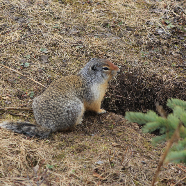 "Columbian Ground Squirrel" stock image