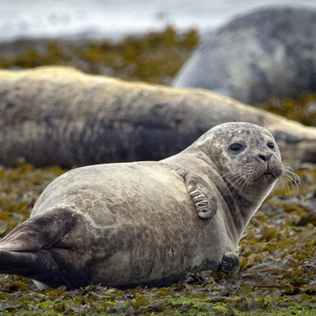 "Cute Baby Seal, On the Slip at Brough Bay, Scottish Highlands" stock image